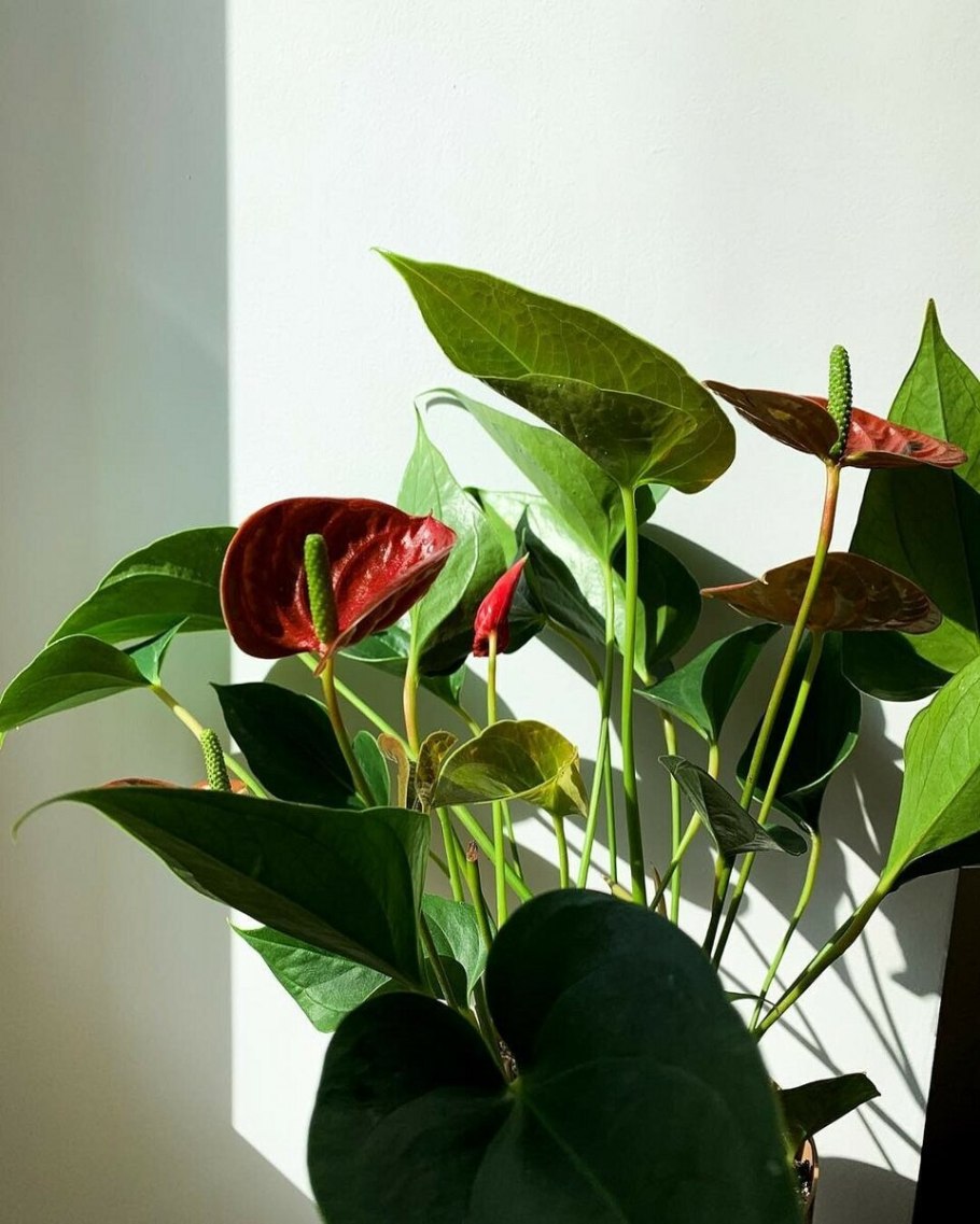 Антуриум Дакота