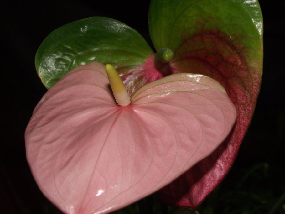 Антуриум Сиерра оранж