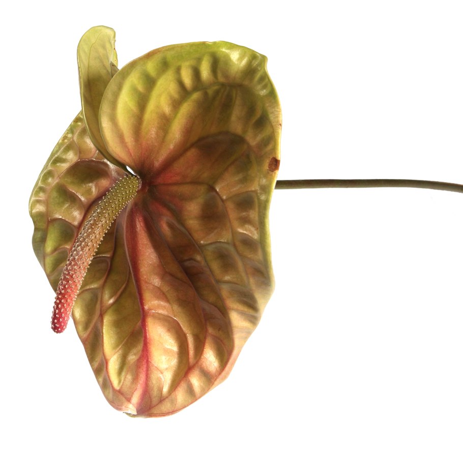 Антуриум Майорка