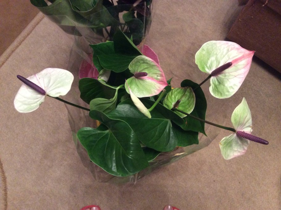 Антуриум Экселент