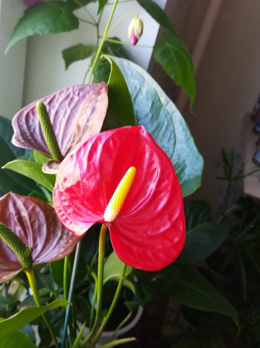 Антуриум Андрианум