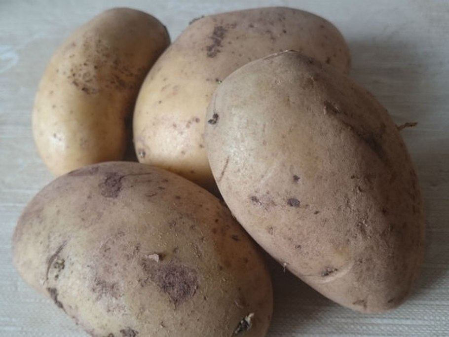 Сорт картофеля голубизна