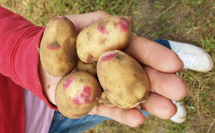 Сорт картофеля Тулеевский