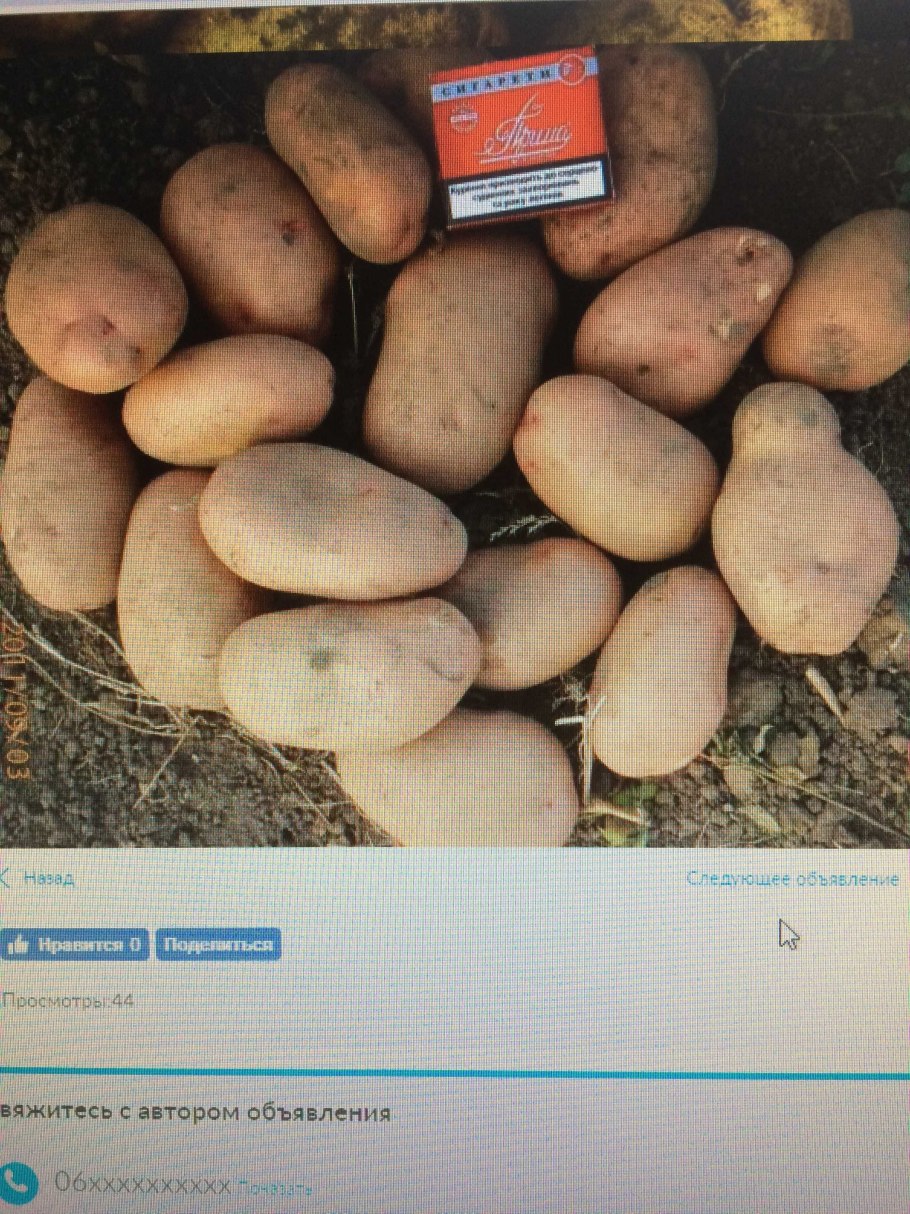 Сорт картофеля Брюнель