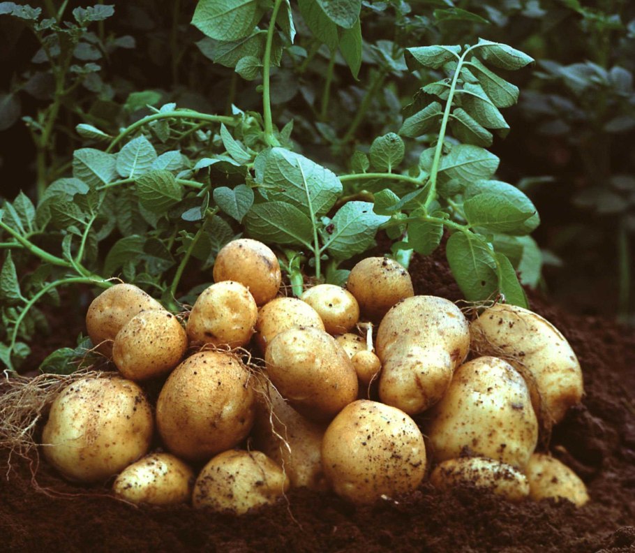 Сорт картофеля Елизавета