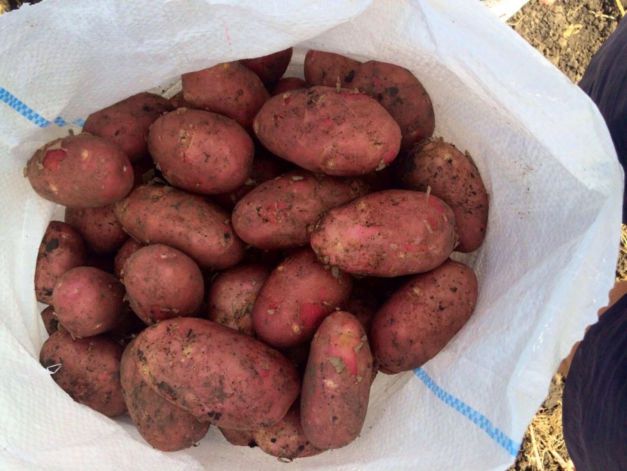 Сорт картошки киви