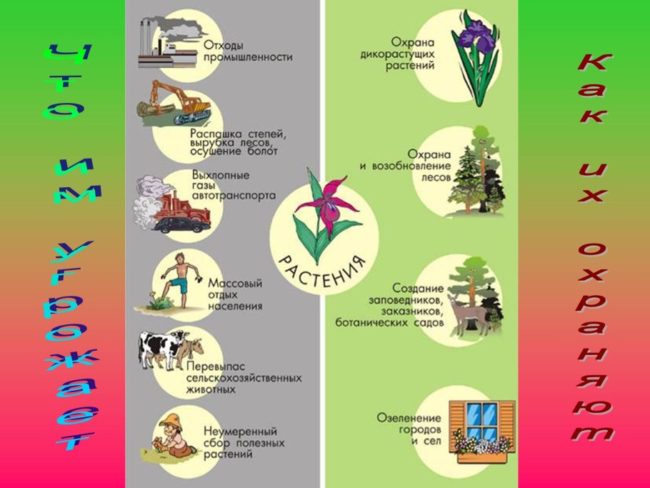 Кипарис в хвойном лесу