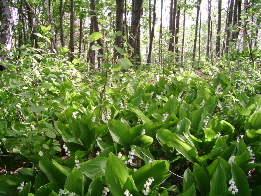 Тополь хвойное дерево