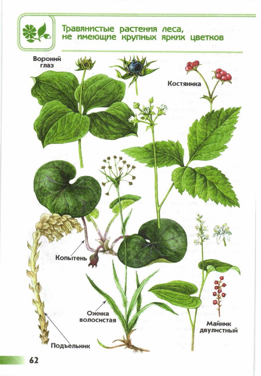 Щитовник Лесной