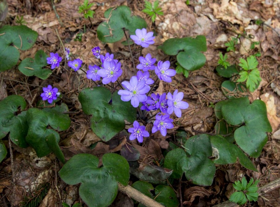 Печеночница благородная (hepatica Nobilis)
