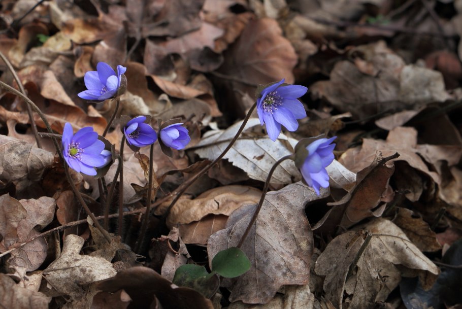 Печеночница hepatica Nobilis