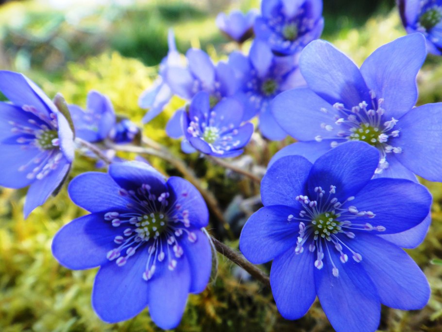 Печеночница hepatica Nobilis