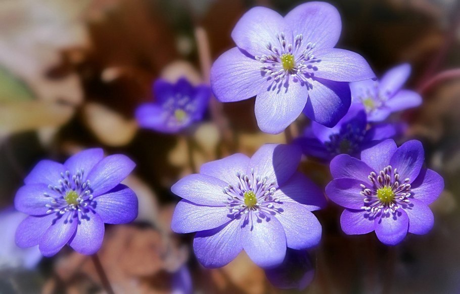 Печеночница hepatica Nobilis