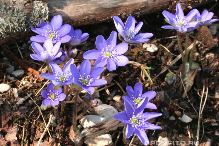 Печеночница благородная (hepatica Nobilis)
