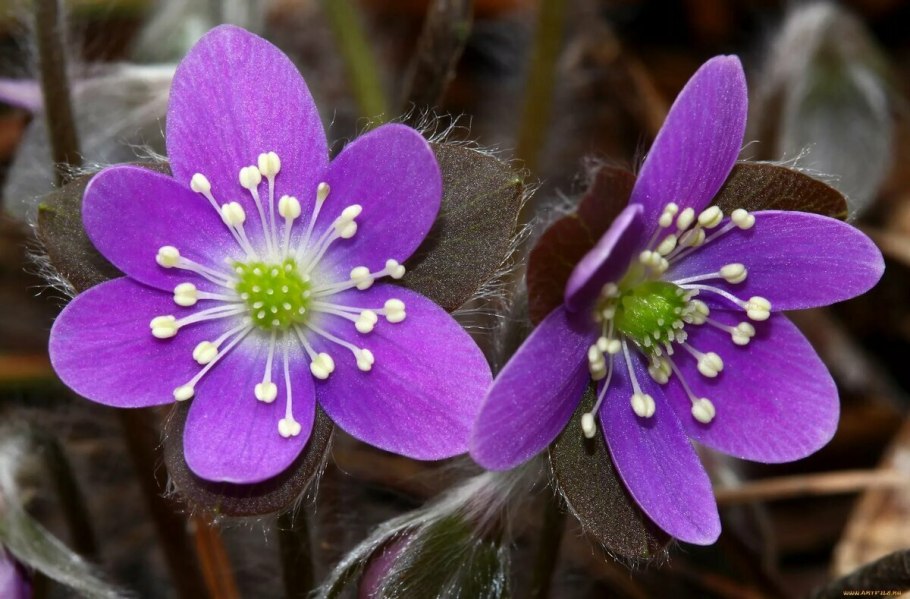 Печеночница благородная (hepatica Nobilis)
