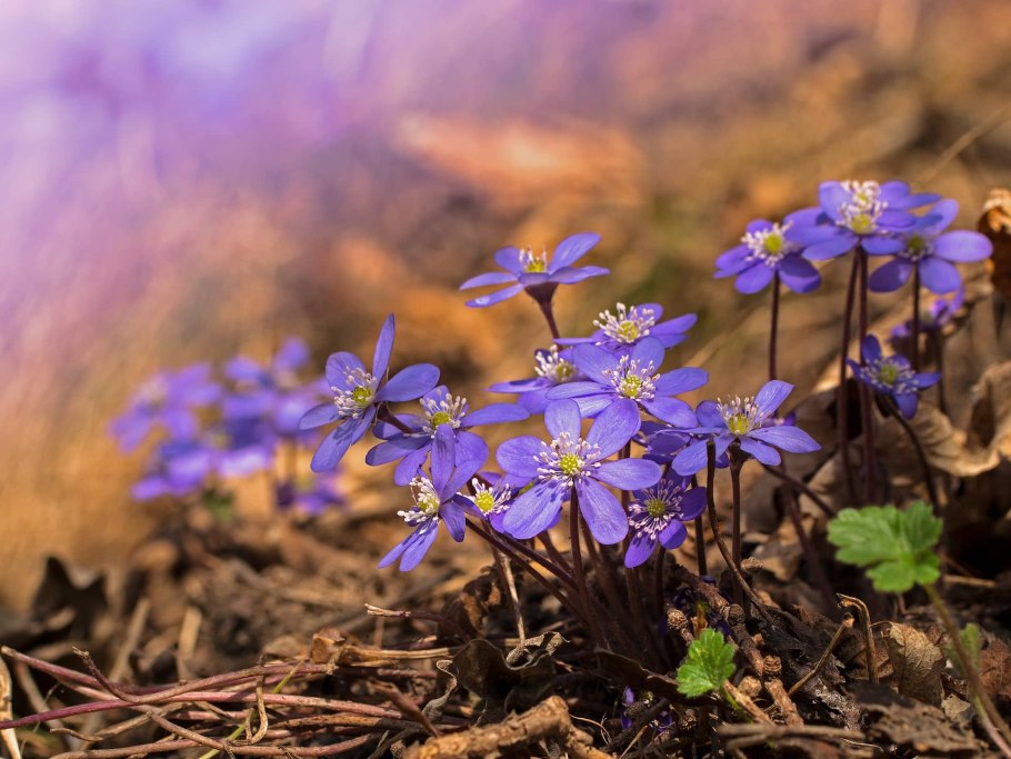 Печеночница hepatica Nobilis