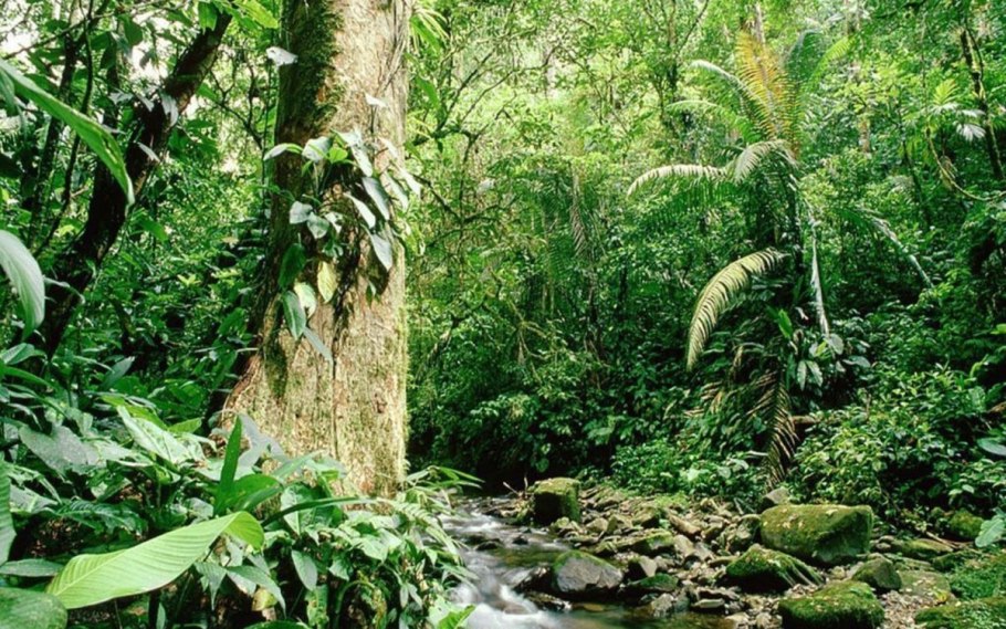 Широколиственные леса Южной Кореи