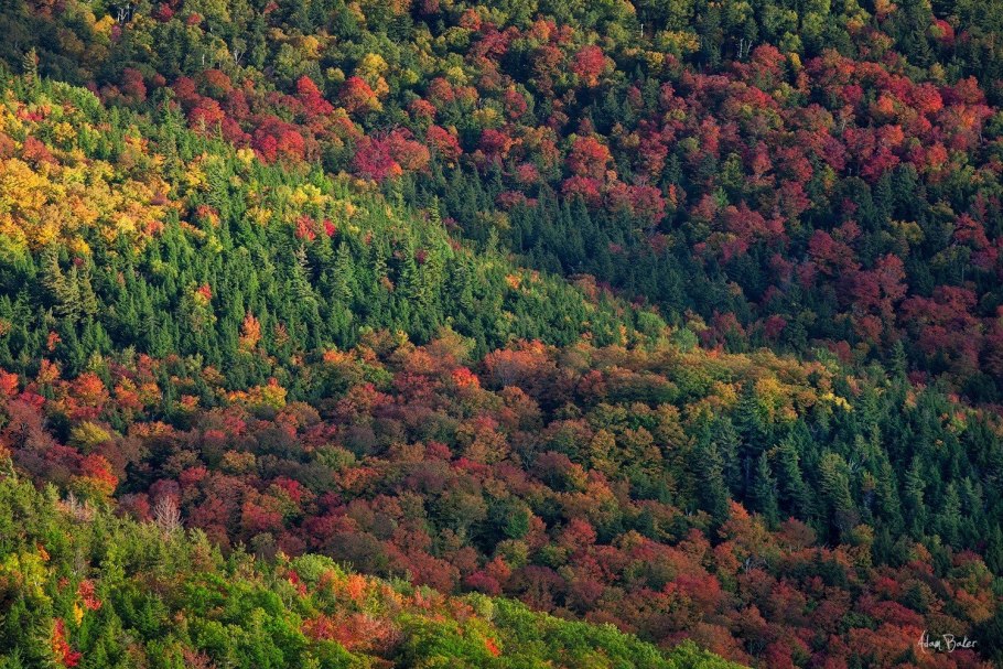 Вечнозелёные тропические леса Южной Америки