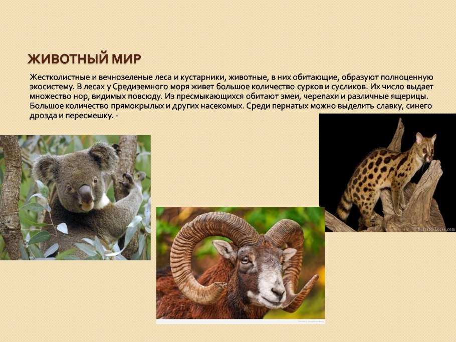 Животные жестколистных вечнозеленых лесов