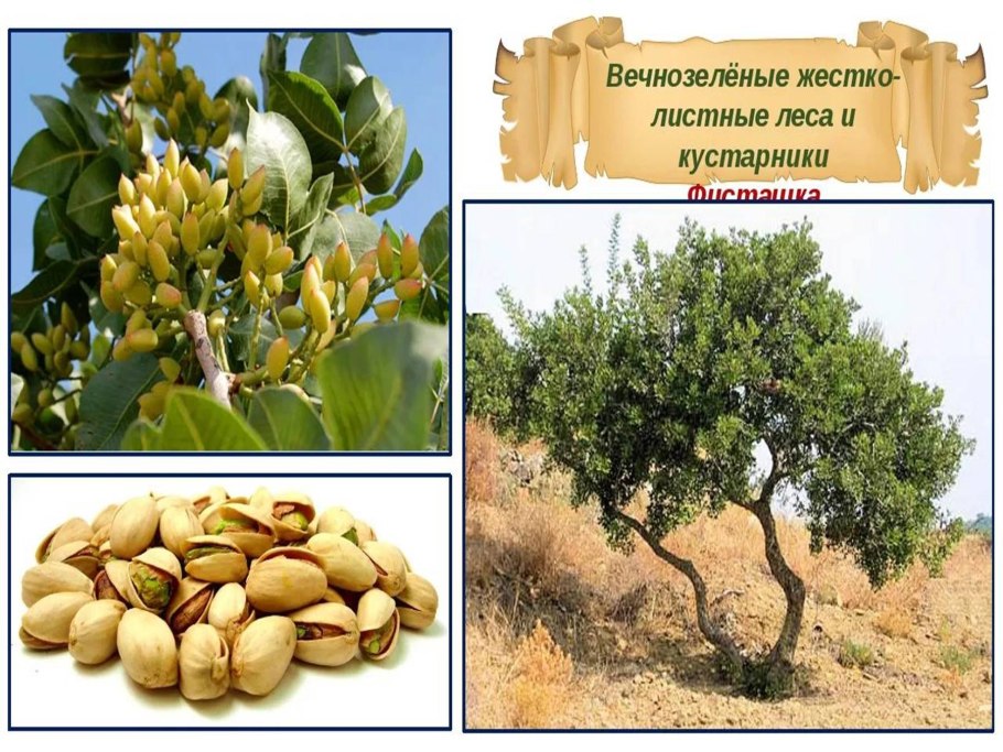 Лес Итури Конго