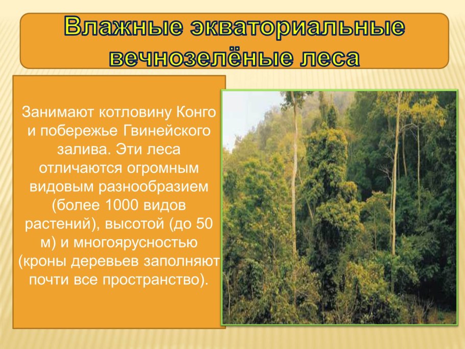 Жестколиственные леса Северной Америки
