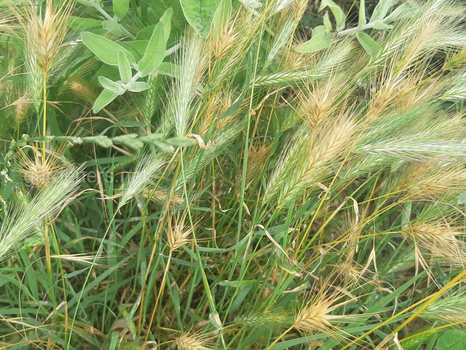 Злаковые культуры овес