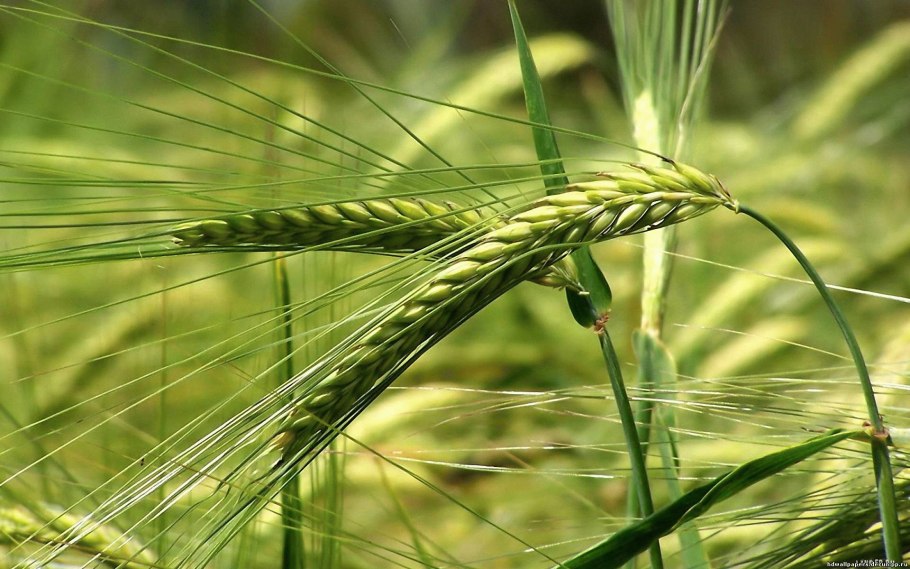 Triticum vulgare гербарий