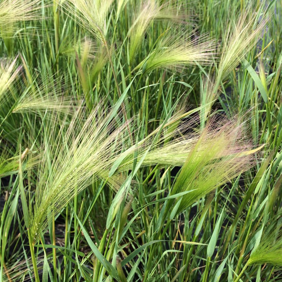 Ячмень (Hordeum l.)