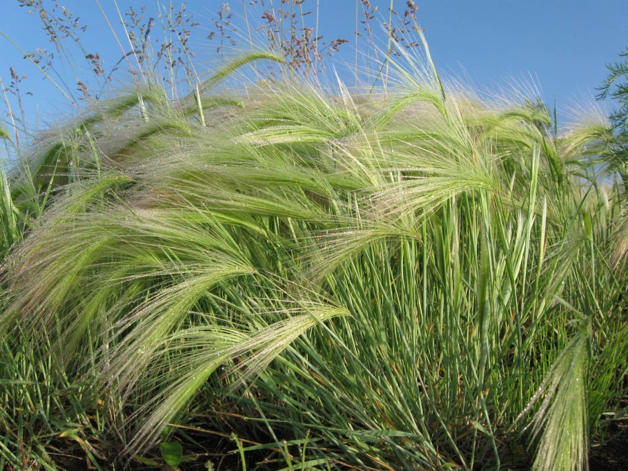Ковыль ячмень гривастый (Hordeum jubatum)