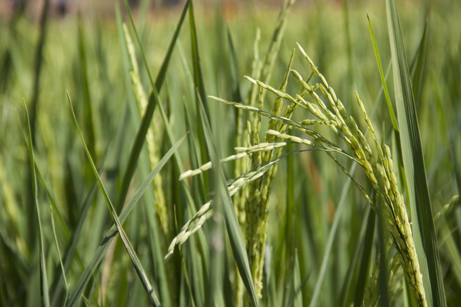 Ковыль тончайший (Stipa tenuissima) "Angel hair"