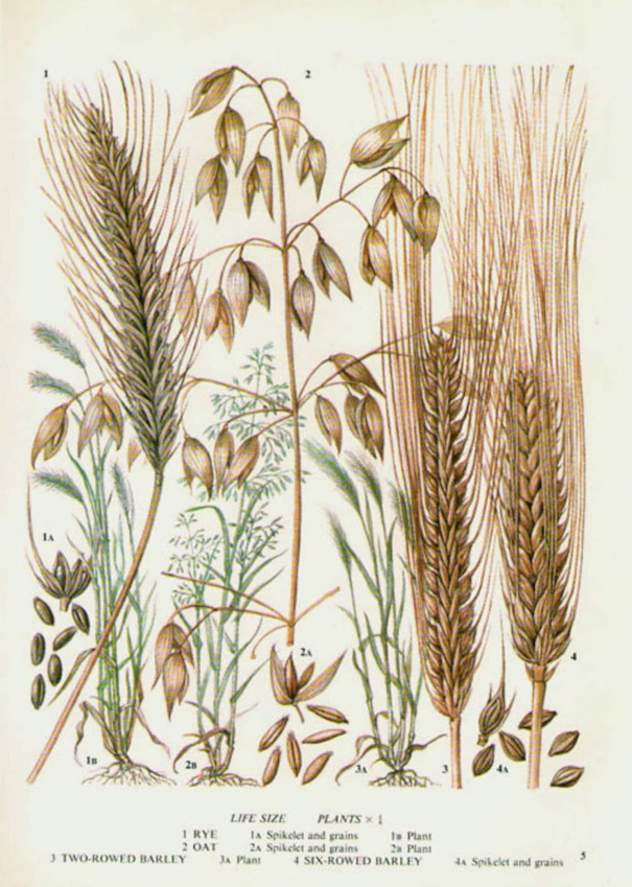 Трифуркатум ячмень