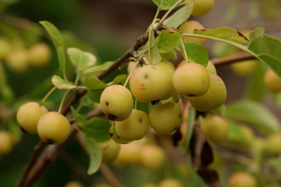 Яблоня Malus 'Laura'