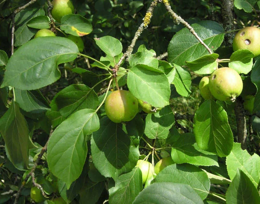Яблоня Лесная Malus Sylvestris