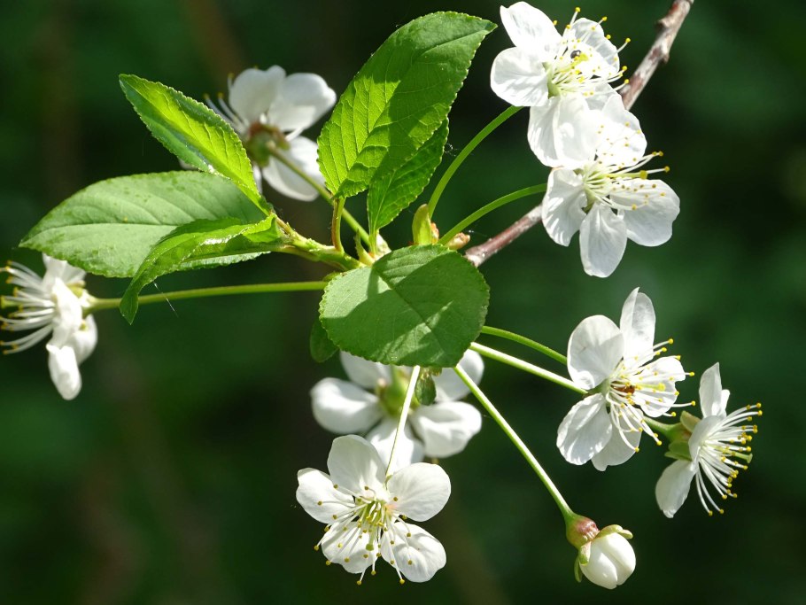 Вишня Cerasus vulgaris