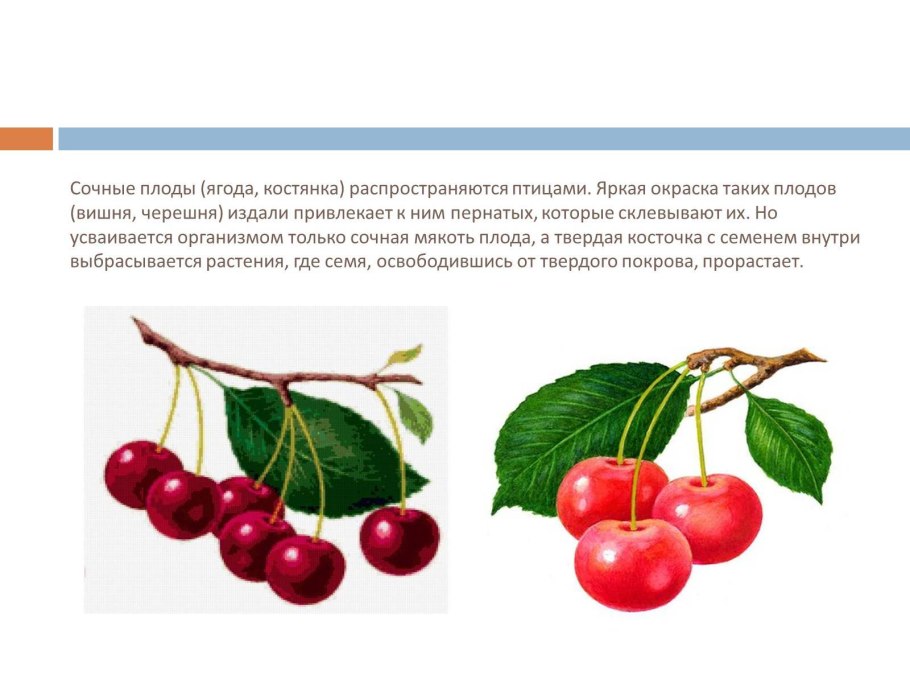 Цветы и листья вишни