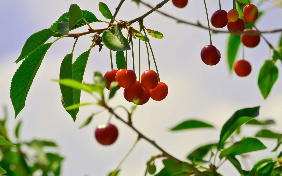 Prunus Cerasus вишня обыкновенная