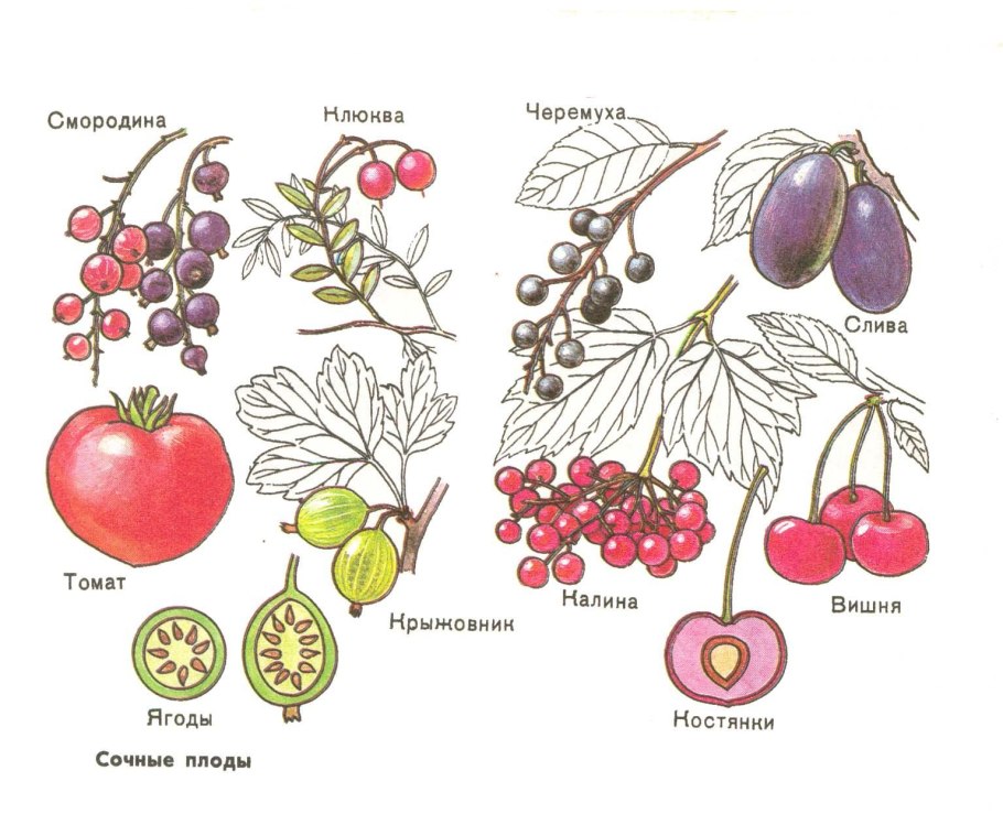Черешня саммит