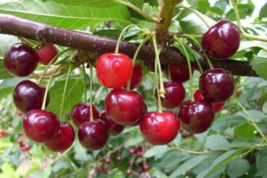 Вишня сорт Харитоновская