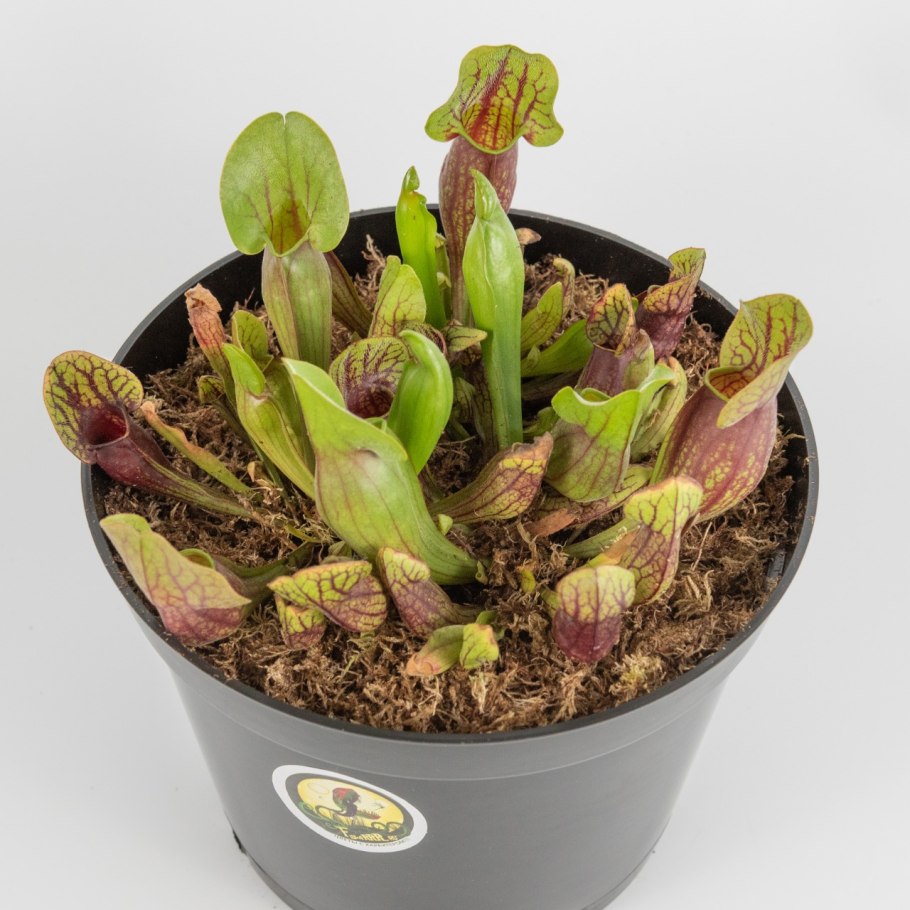 Саррацения Веноза зеленая