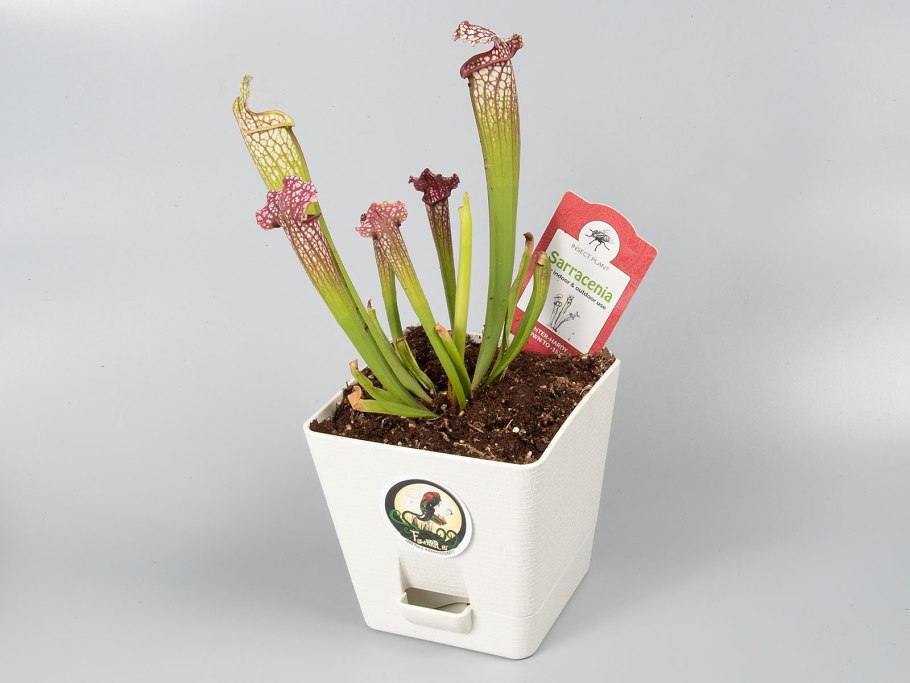 Саррацения Веноза красная