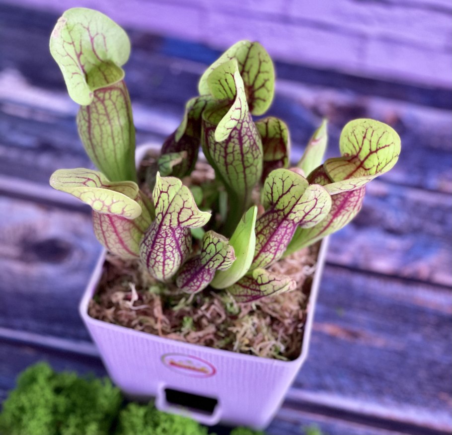 Саррацения Дракула растение