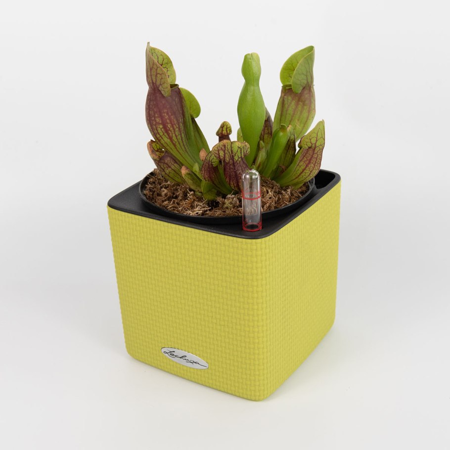 Саррацения Веноза красная