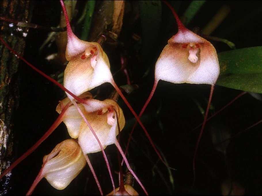 Sarracenia purpurea гомеопатия