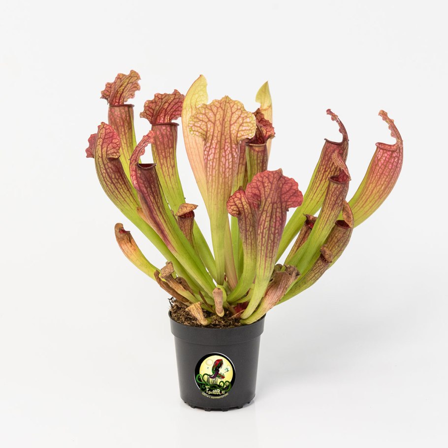 Sarracenia purpurea