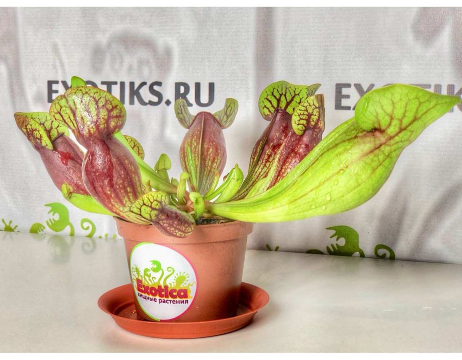 Саррацения кашпо и горшок