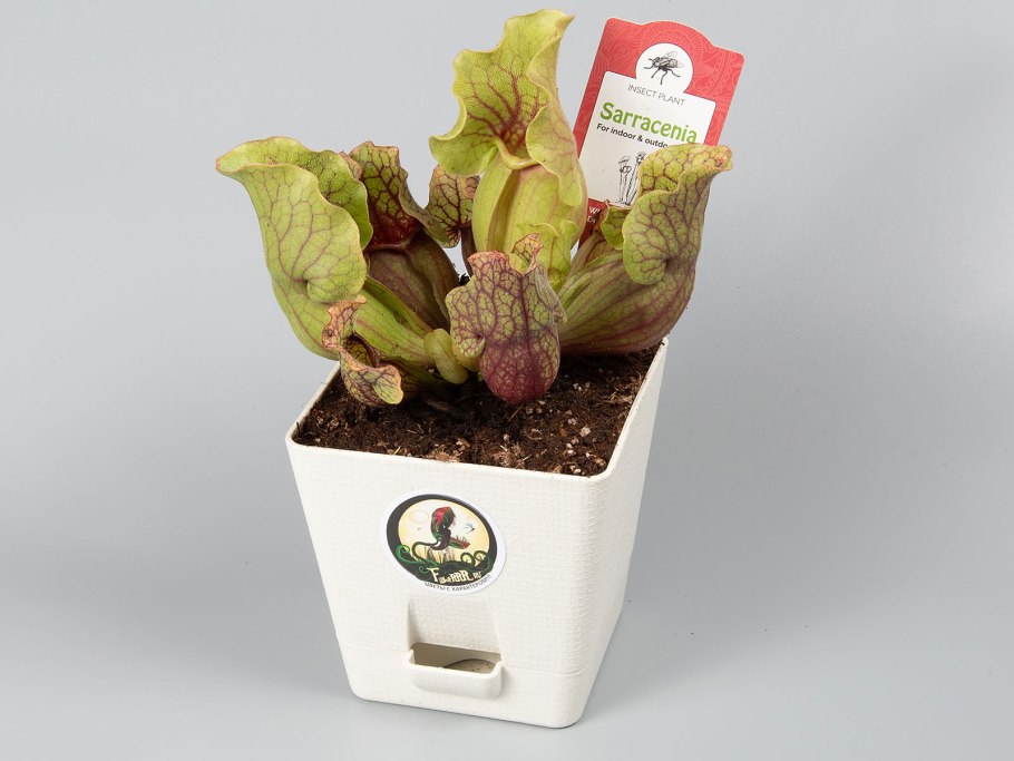 Саррацения пситтацина