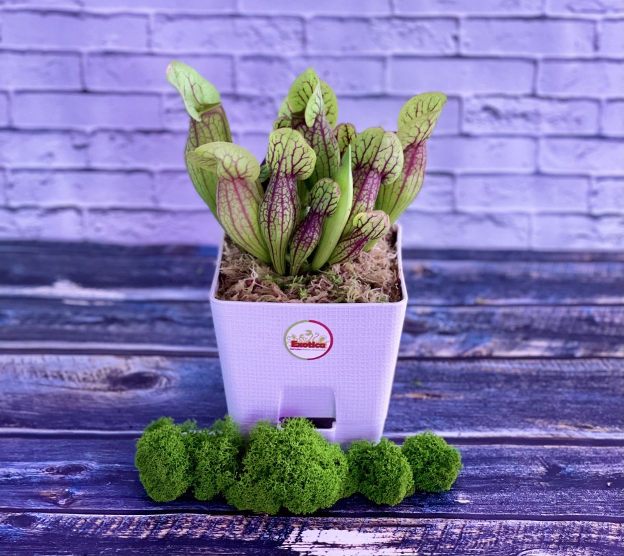 Саррацения белолистная