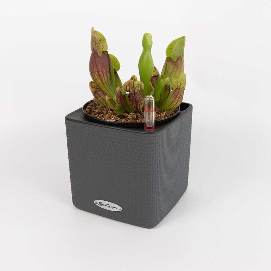 Кашпо с автополивом lechuza cube color 14