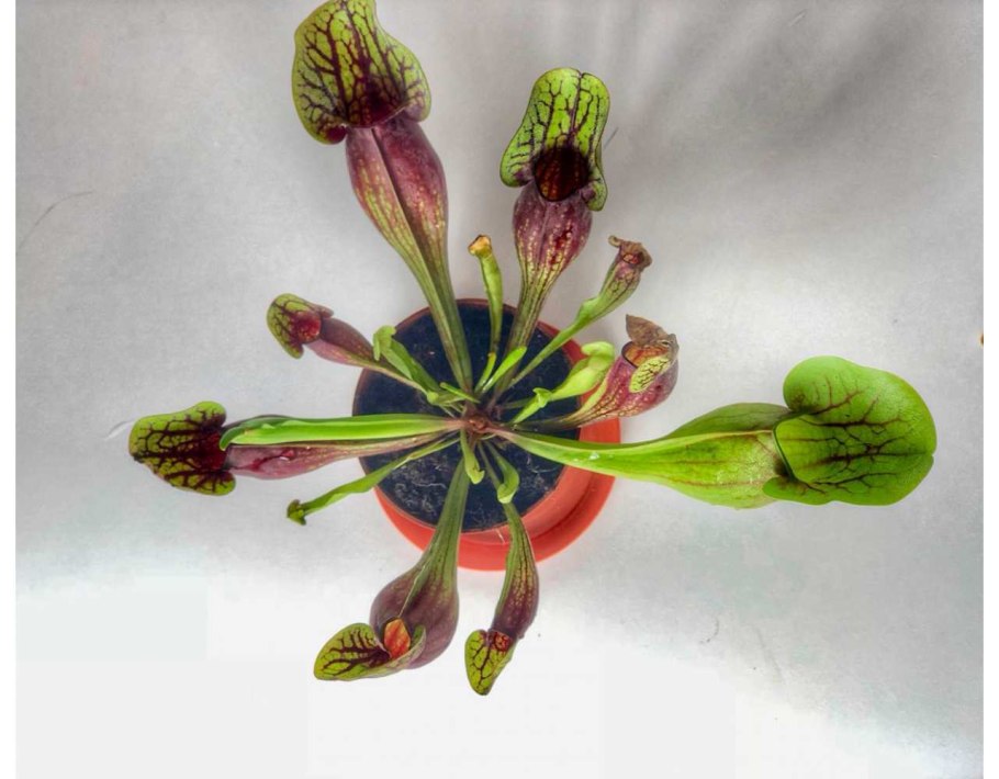 Саррацении форум