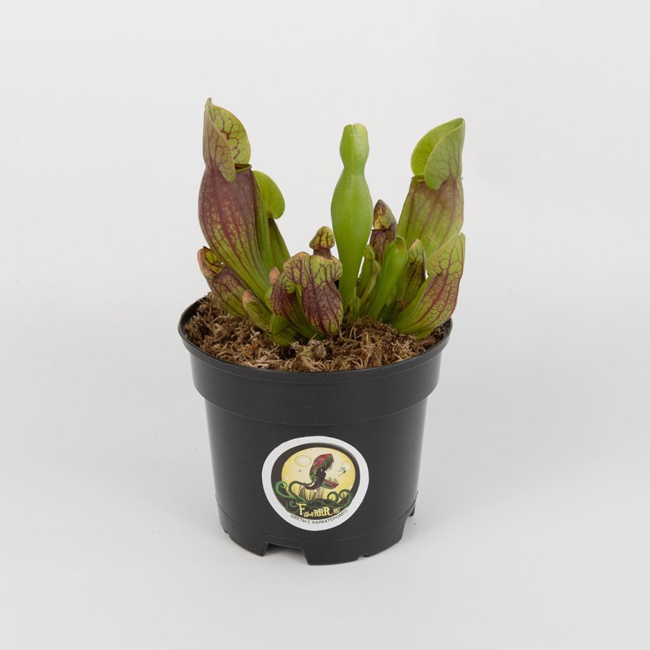 Саррацения в горшке